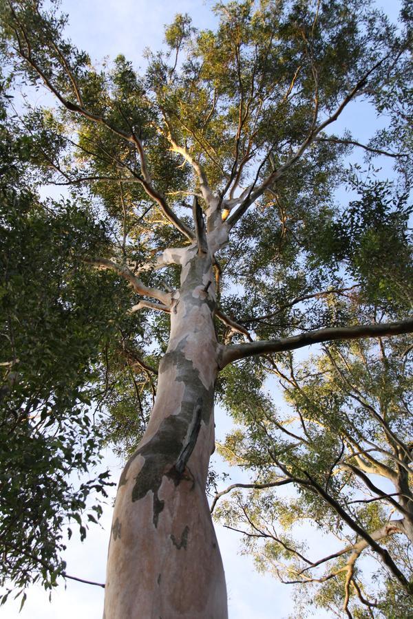Paperbark Bed & Breakfast Brisbane Extérieur photo
