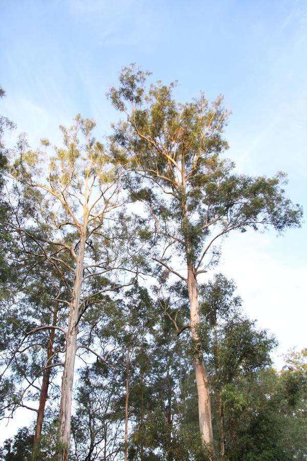 Paperbark Bed & Breakfast Brisbane Extérieur photo