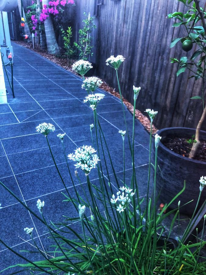Paperbark Bed & Breakfast Brisbane Extérieur photo