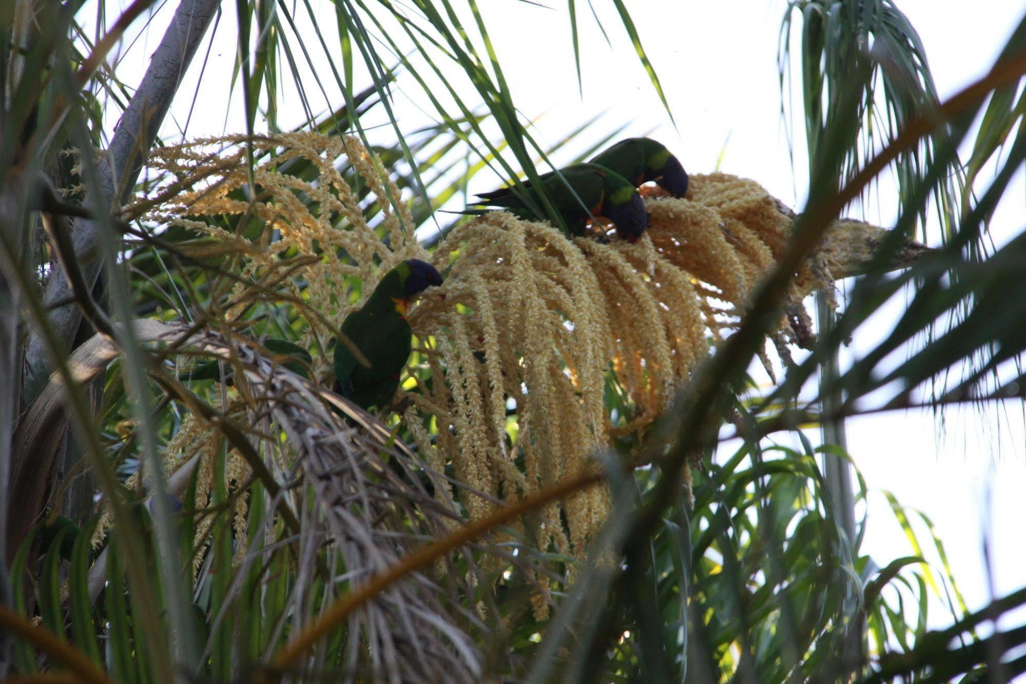 Paperbark Bed & Breakfast Brisbane Extérieur photo